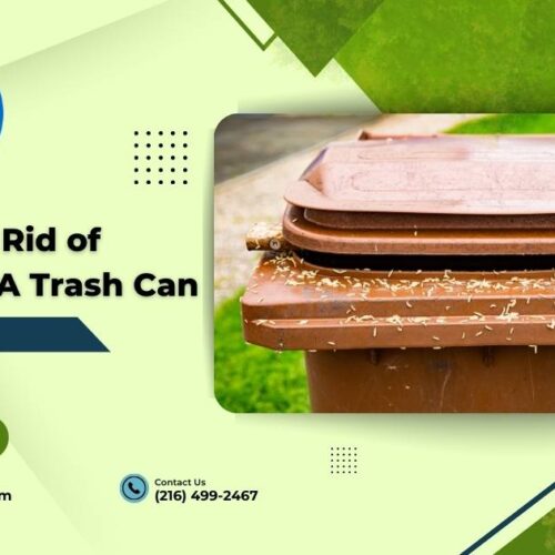 How To Get Rid of Maggots In Trash Can